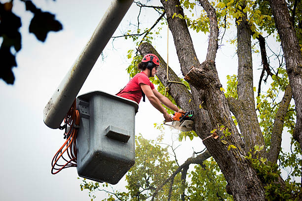 Best Hazardous Tree Removal  in West Chicago, IL